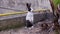 Baby Rabbit Standing on Feet