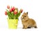 Baby rabbit with tulips