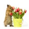 Baby rabbit with tulips