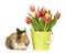 Baby rabbit with tulips