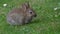 Baby Rabbit in urban house garden.