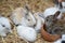 Baby rabbits in variety colors black brown and white on hay