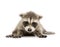 Baby raccoon (6 weeks) - Procyon lotor