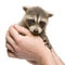 Baby raccoon (6 weeks) - Procyon lotor