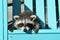 Baby raccoon on a blue chair.