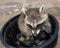 A baby raccoon in a bucket of clams.