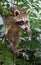 A baby raccoon climbing over an old wire fence.