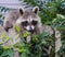 A baby raccoon draped over a wooden fence.