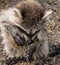 A baby raccoon eating a crab on the sand.