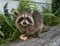 A baby raccoon eating on a gray bench..