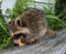 A baby raccoon eating a peanut butter sandwich.