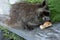 A baby raccoon eating a sandwich on a bench.