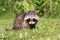 Baby raccoon in grass