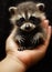 A baby raccoon is held in a persons hand. Generative AI image.