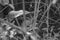 Baby Raccoon Hiding In the Bushes In Black And White