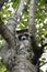Baby raccoon hiding in cherry tree