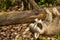 Baby Raccoon learning to climb.