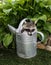 A baby raccoon looking out of a watering can.