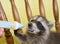 A baby raccoon milk pushing away a milk filled syringe.