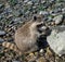 A baby raccoon munching on shellfish by the shore.