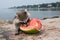 A baby raccoon nose deep in a chunk of watermelon at the waters edge.