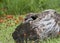 Baby Raccoon Peeking Out of Log