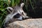 A baby raccoon peeking over the top of a rock.