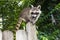 A baby raccoon perched on a wooden fence.