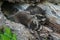 Baby Raccoon Pileup (Procyon lotor)