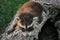 Baby Raccoon (Procyon lotor) Crawls Along Log