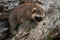 Baby Raccoon (Procyon lotor) Crawls up Log