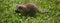 Baby  raccoon or racoon or common, North American, northern raccoon