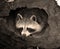 Baby raccoon or racoon or common, North American, northern raccoon and colloquially as coon is a medium-sized mammal native to No