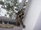 A baby raccoon reaching in through a skylight.