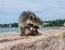 A baby raccoon standing on a piece of granite eating bread.