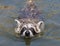 A baby raccoon swimming towards the camera.