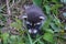 Baby racoon in the nature