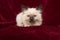 Baby ragdoll kitten with blue eyes lying down on a burgundy velvet plain background