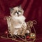 Baby ragdoll kitten with blue eyes sitting in a christmas sleigh