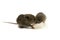 Baby rats eating isolate on white background