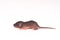 baby rats Science test white background