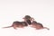 baby rats wooden hold