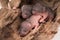 baby rats wooden hold