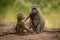 Baby reaches for food from olive baboon