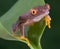 Baby red-eyed tree frog