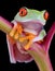 Baby red-eyed tree frog