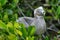 Baby Red-footed Booby in Genovesa island