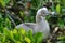 Baby Red-footed Booby in Genovesa island