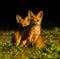 Baby red fox kits vulpes vulpes in morning light looking at camera