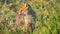 Baby Red Fox (Vulpes vulpes) playing on green grass